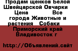 Продам щенков Белой Швейцарской Овчарки  › Цена ­ 20 000 - Все города Животные и растения » Собаки   . Приморский край,Владивосток г.